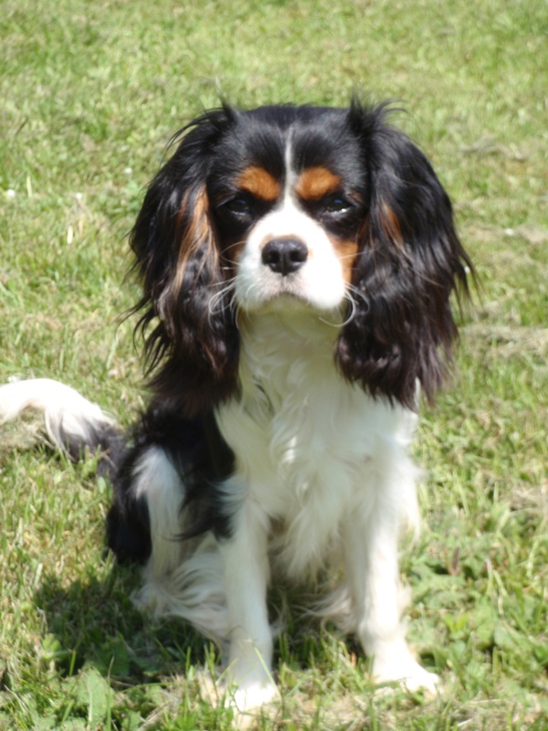 Hancock de la Forêt de Caberg | Cavalier King Charles Spaniel 