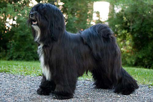 FALAMANDUS NO LIMITS | Tibetan Terrier 