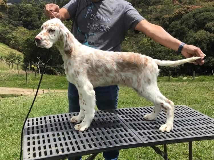 Gynmacor Deep Purple | English Setter 