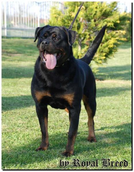 Nena II from Royal Breed | Rottweiler 