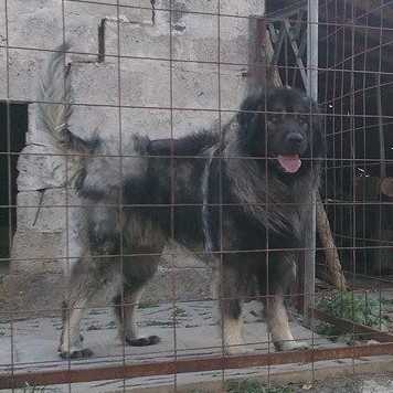 Bubu | Yugoslavian Shepherd Dog-Sarplaninac 