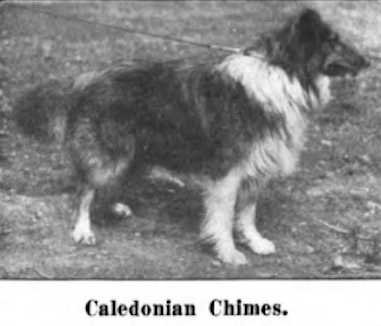 Caledonian Chimes | Rough Collie 