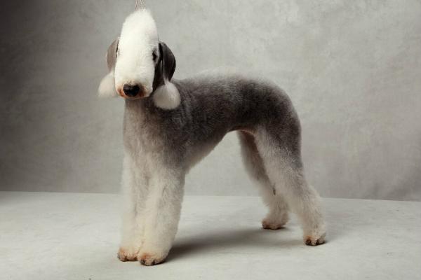 LAMZ Eleanor Rigby | Bedlington Terrier 