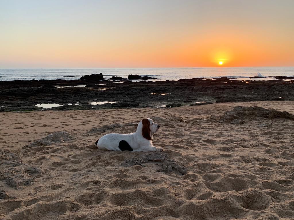 ZULA Galopujaca Fufla | Basset Hound 
