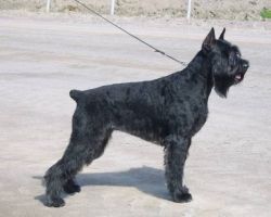 Gloris Diversion | Giant Schnauzer 