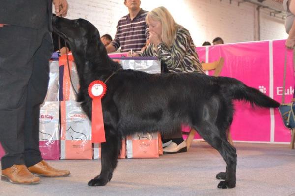 Talf por moi de la corraliza | Flat-Coated Retriever 