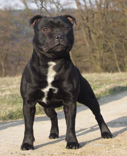 Diesel Wizard Bull | Staffordshire Bull Terrier 