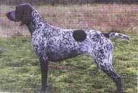 ORI KS V HEGE HAUS | German Shorthaired Pointer 