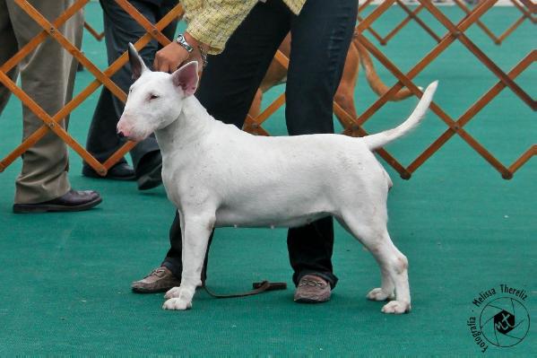 AZTEK BLANQUITA (AMAYA) | Bull Terrier 