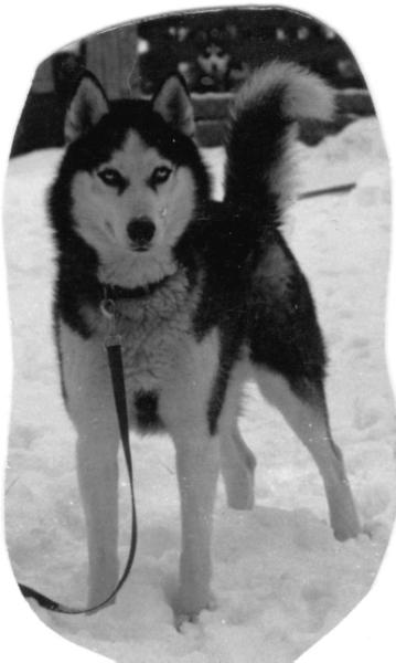 Nanoo Of The U P | Siberian Husky 