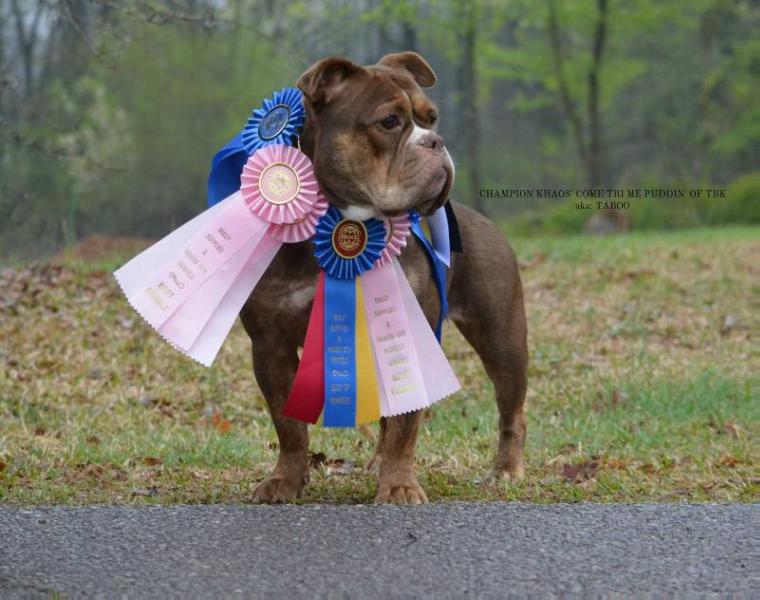 Khaos' Come tri me puddin of TBK | Olde English Bulldogge 