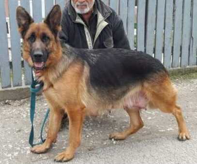 Extra Topolovnicka | German Shepherd Dog 