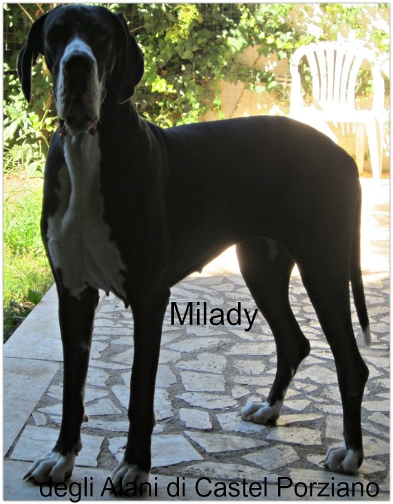 Milady-M degli Alani di Castel Porziano | Great Dane 