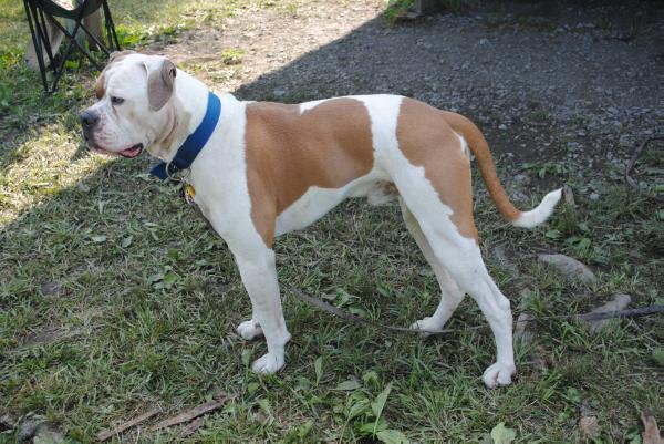 Titan's Big Buck Atlas PH-.24/.25 | American Bulldog 