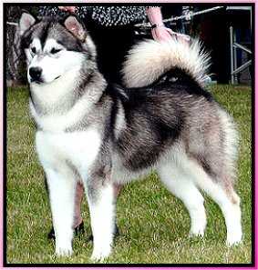 Silverice's Storybrook Dream | Alaskan Malamute 