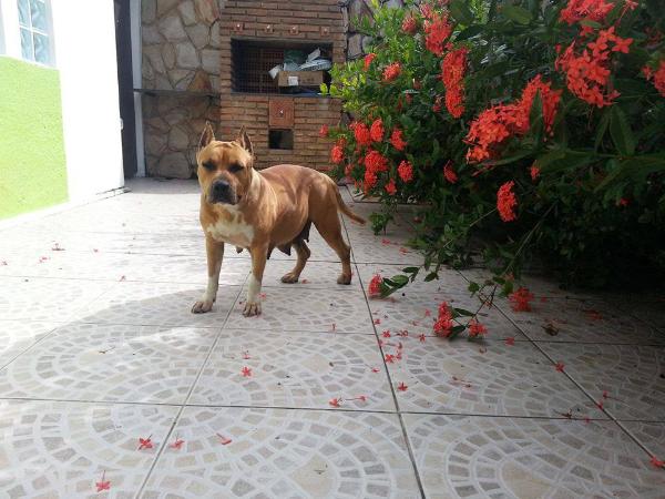 Wyne vc a Line of Wytorias Pit | American Staffordshire Terrier 