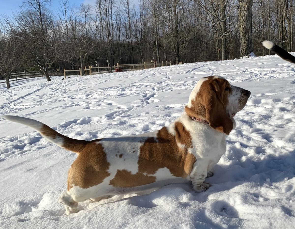 Barnside Stay Wild Moon Child-Ginger Moonlight | Basset Hound 