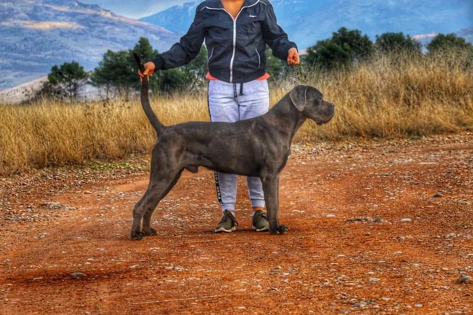 Unkas Spartan Sangue Nobile | Cane Corso 