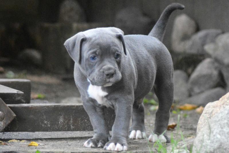 Flinstone Bulls Bexter | Olde English Bulldogge 