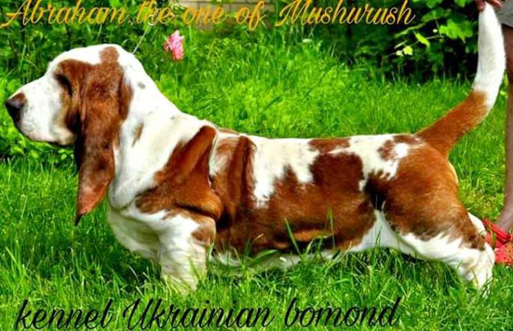 ABRAHAM THE ONE OF MU-SHURUSH | Basset Hound 