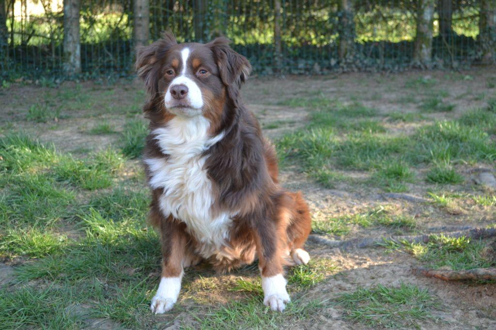 Guess dite gourmandise de l'Herbier Féerique | Australian Shepherd 