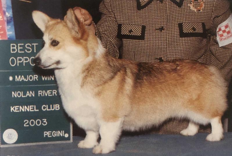 Hideaways Arwen At Elfame | Pembroke Welsh Corgi 