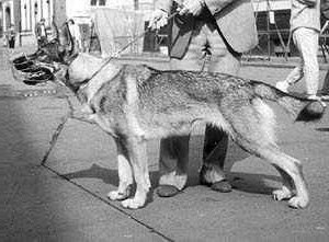 Barry Z Dousova Dvora | Czechoslovakian Wolfdog 