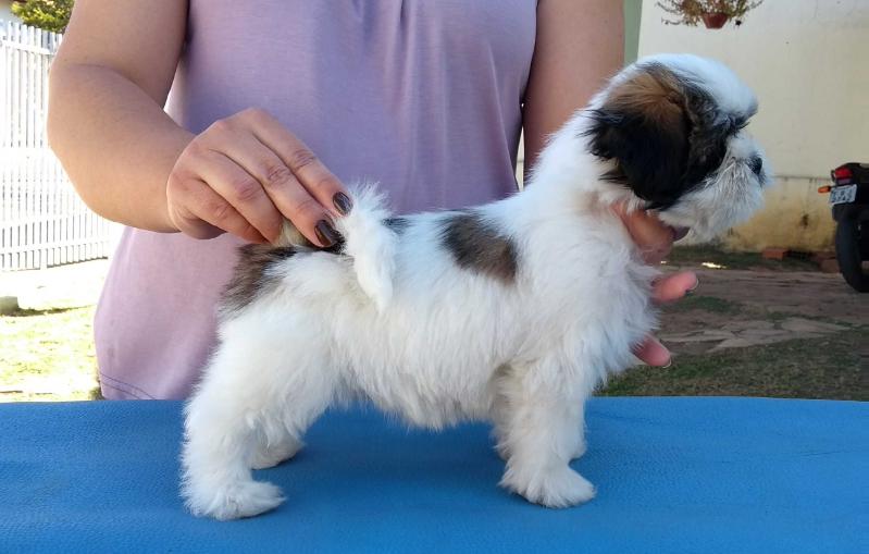 Nikky La Mattina D'oro | Lhasa Apso 