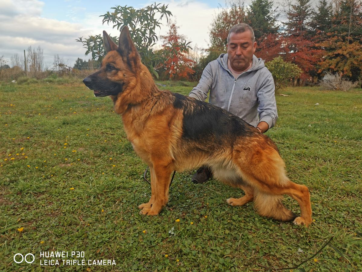 July Von Haus Catandre's | German Shepherd Dog 