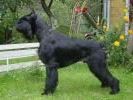 Hip-Hop de Candamo | Giant Schnauzer 