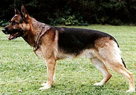 Eros von der Seufzer Allee | German Shepherd Dog 