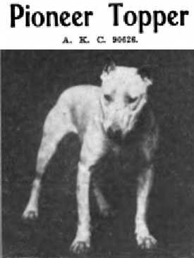 Pioneer Topper (090626) | Bull Terrier 