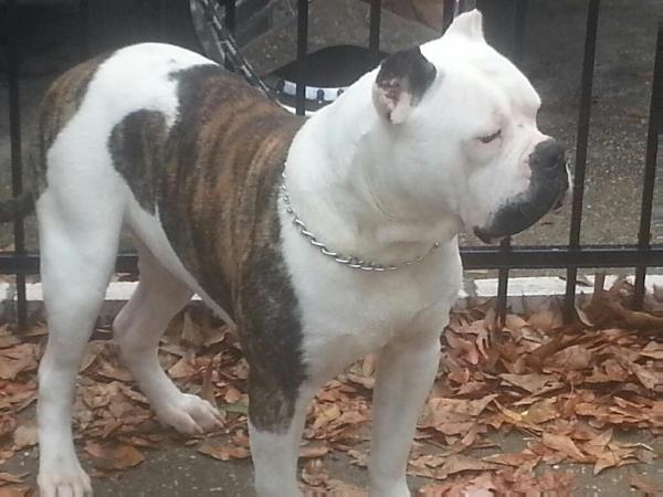 Preacher's Johnny of Frei's | American Bulldog 