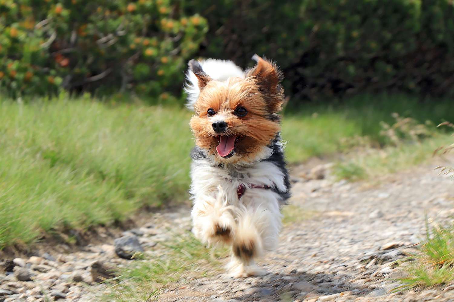 Biewer Terrier
