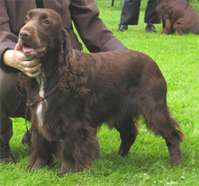 Winterbourne Sahara Hotnight | Field Spaniel 