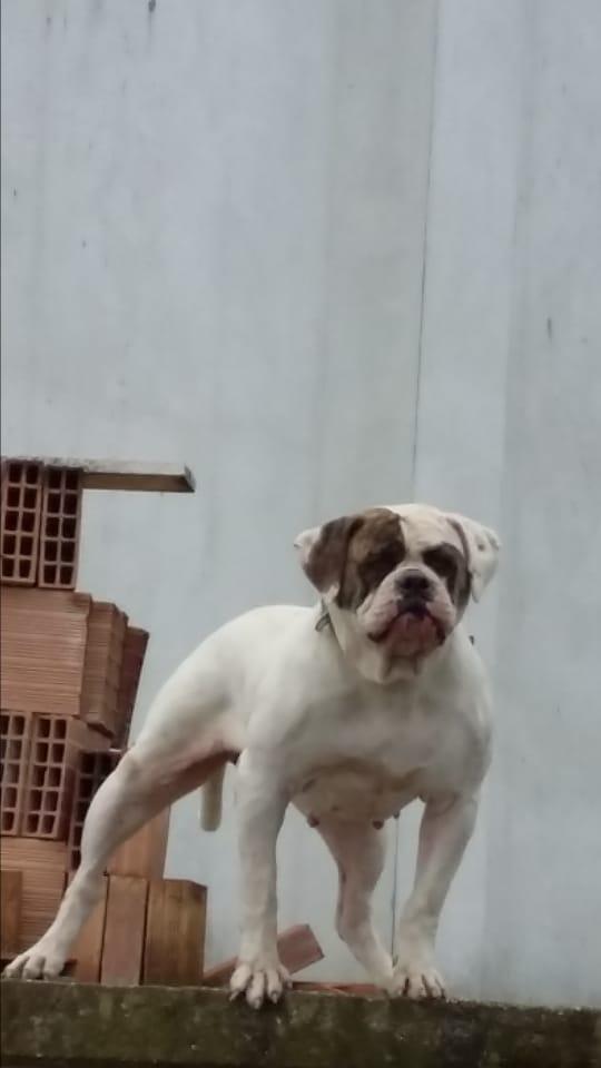 Alfonsi's Jane of Luca's | American Bulldog 
