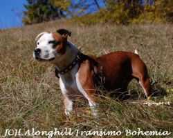 Alonghill Fransimo Bohemia | Staffordshire Bull Terrier 