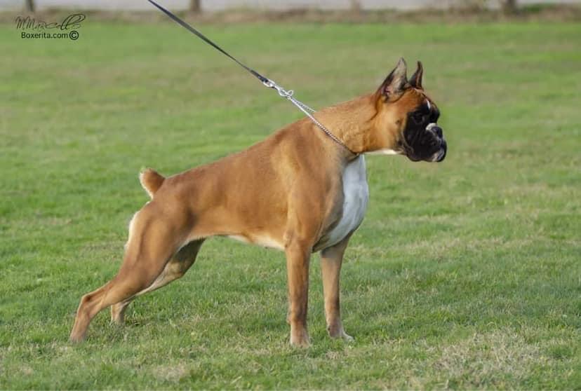 Chava de la Casa Almazan | Boxer 