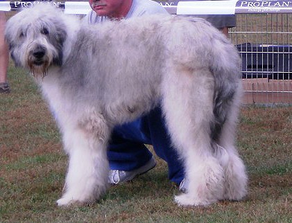 Molda | Carpathian Sheepdog 