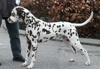 T-Cart Man of Gold | Dalmatian 