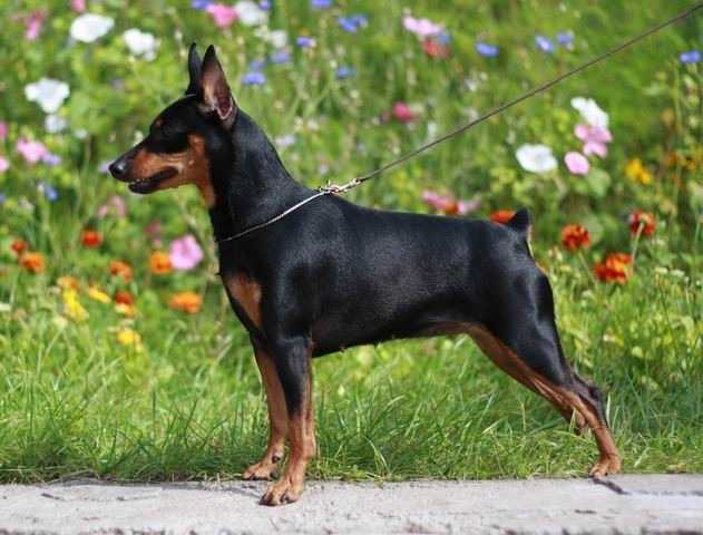 Djoyfull Djoy Galaxy Star | Miniature Pinscher 