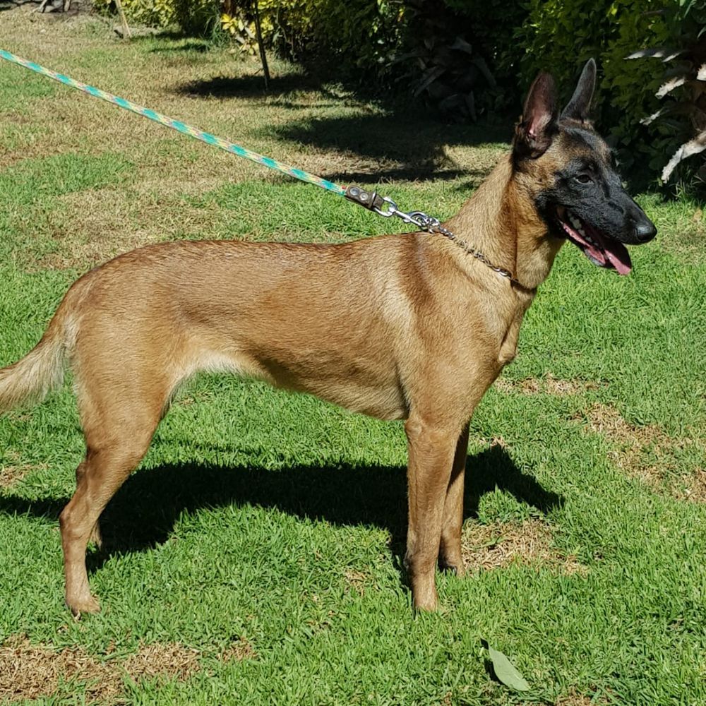 Dubai von Marab MEX. FCI. | Belgian Malinois 