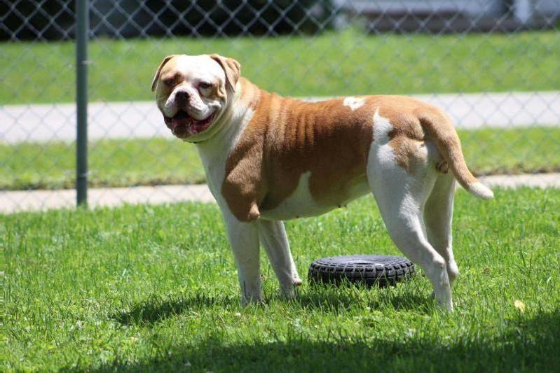 Zelda | American Bulldog 