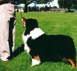 Topper's Ace Of Spades | Australian Shepherd 