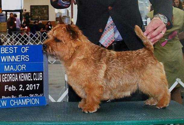 Bronwyn Never Say Never Again | Norwich Terrier 