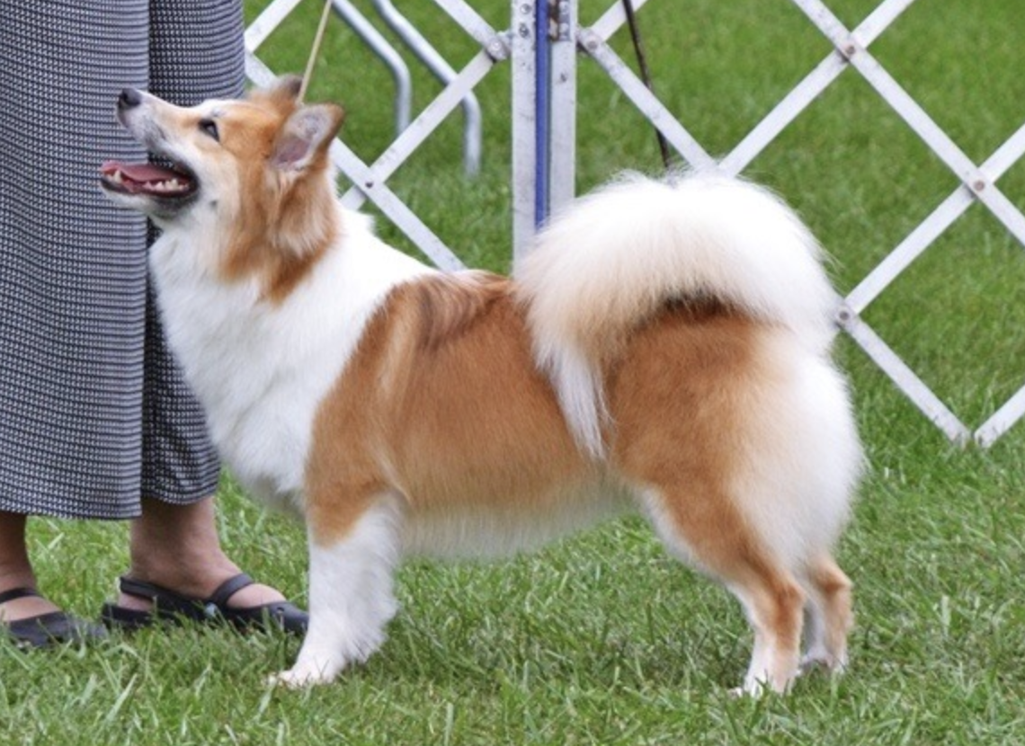Mceremons Heartache | Icelandic Sheepdog 