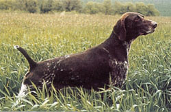 Omar de la Haille au Loup | German Shorthaired Pointer 