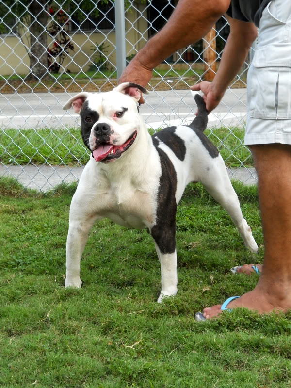 Spiderman Of BullyBred ABs | American Bulldog 