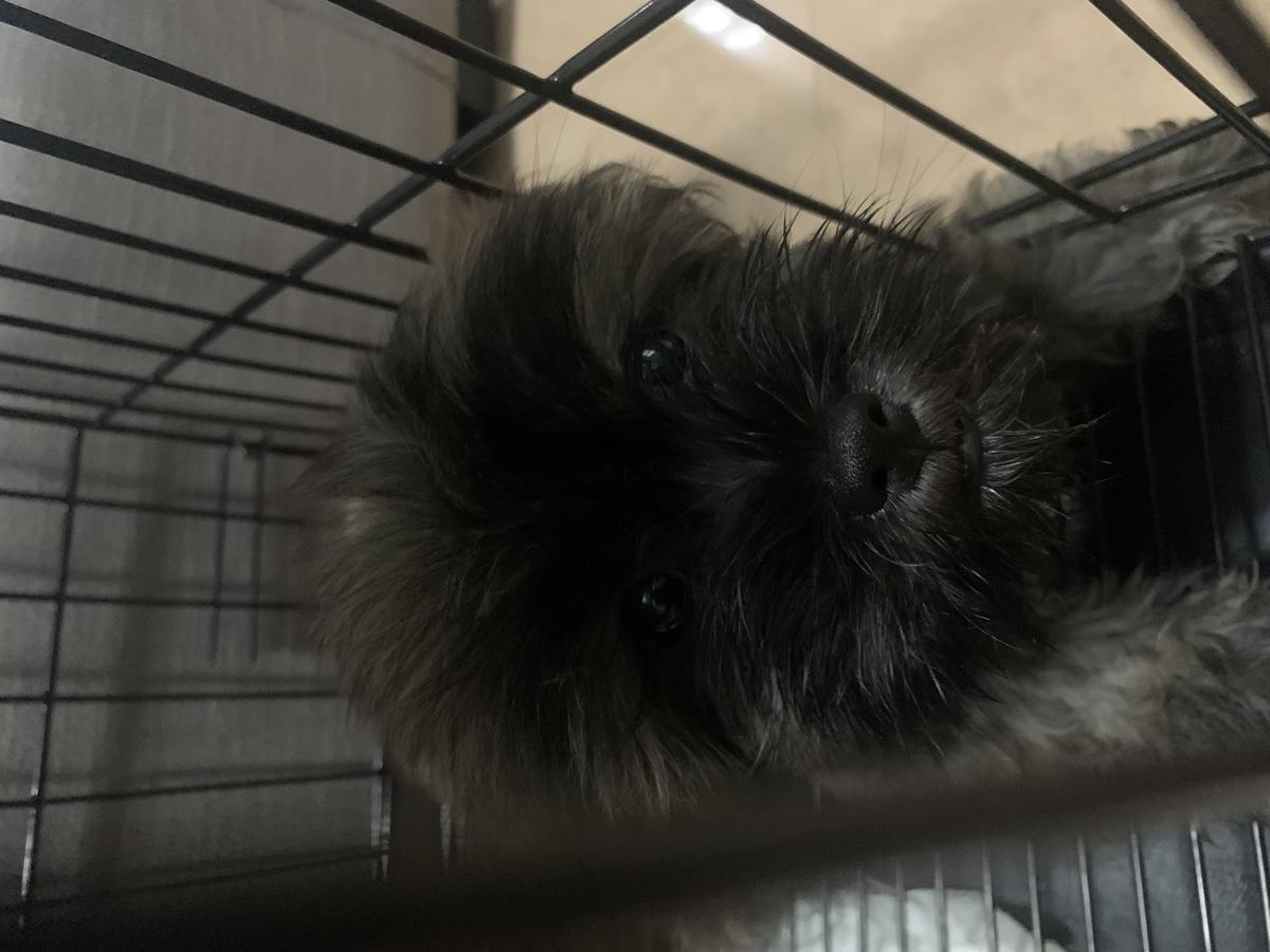 Choco | Shih Tzu 