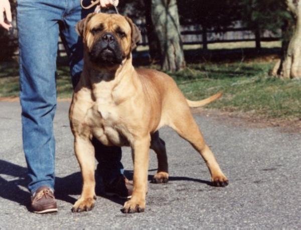 Tailwynde's St. Pauli's Girl | Bullmastiff 